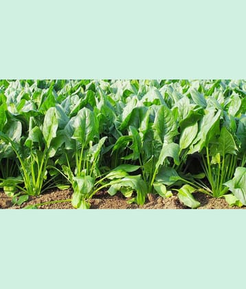 Aero Seeds Katila Palak Pack of 500 Seeds