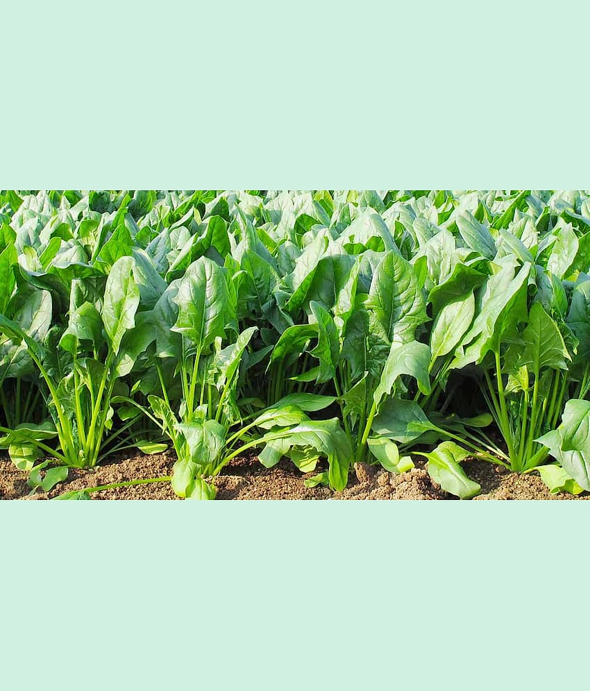 Aero Seeds Katila Palak Pack of 500 Seeds
