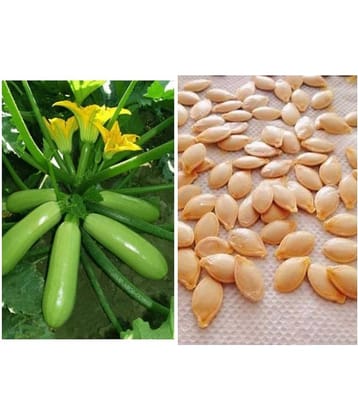 GARDEN High Yielding Hybrid Green Long Squash Seeds - Pack of 10 Seeds WITH MANUAL
