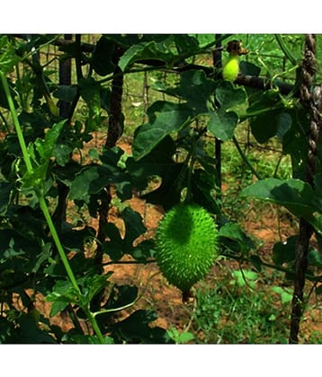 Jignisha Seeds Kantola Vegetable ( 20 Seeds )