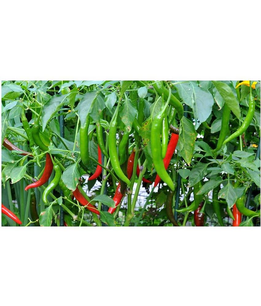 Royal Paradise Garden F1 Hybrid Green Chilli Pepper Seeds " Arka Meghna " High Yield Disease Resistant Variety Vegetable Seeds ( 50 Seeds Pack ) - High yielding F1 hybrid with 30-35t / ha fresh yield and 5t/ ha dry yield