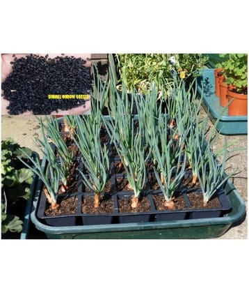 Saraswati Gardens : 250+ Seeds of Hybrid Small Onion High Yield Shallots for Sowing Growing best for Container Pot Growbag Cultures