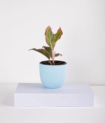 Aglaonema Pink Plant in Planter-1