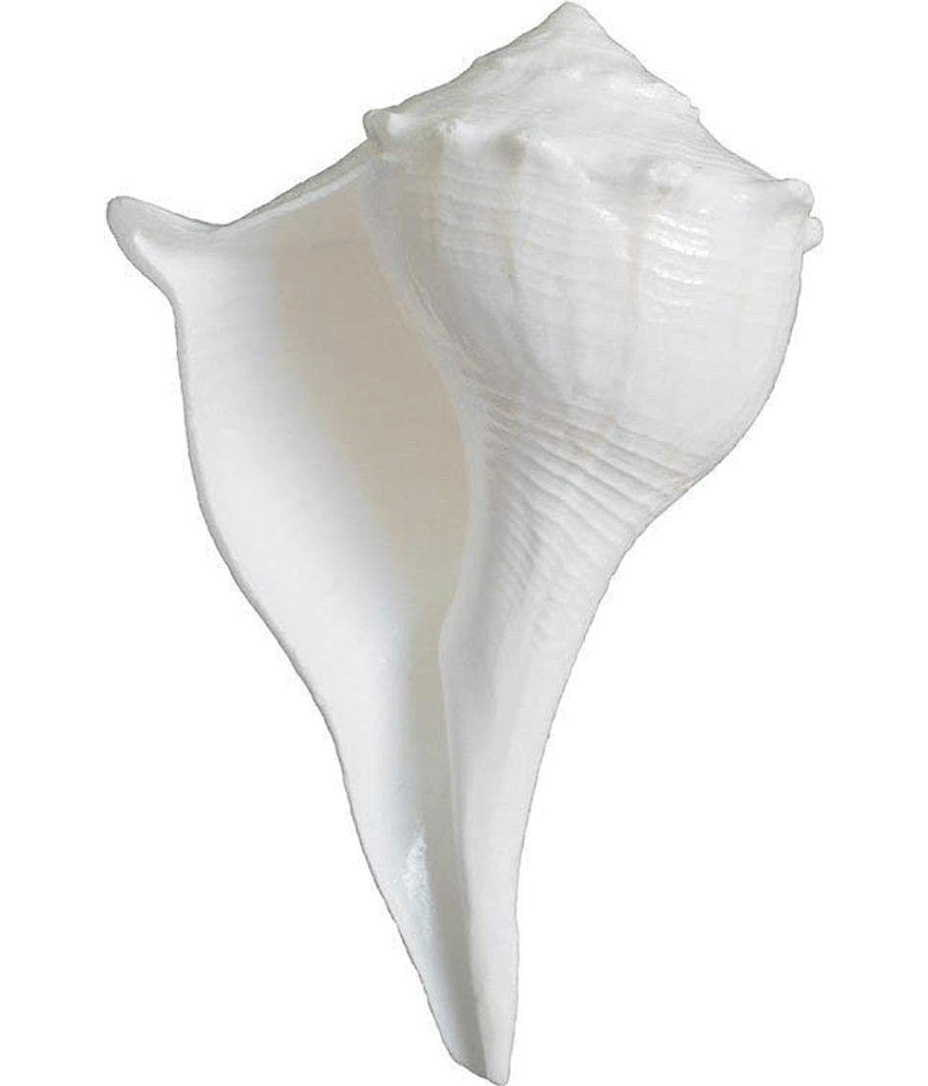 NAVYAKSH Shankh 1 ( Pack of 1 )