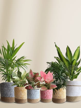 Air-Purifying Plants for Living Room Air-Purifying Plants for Living Room