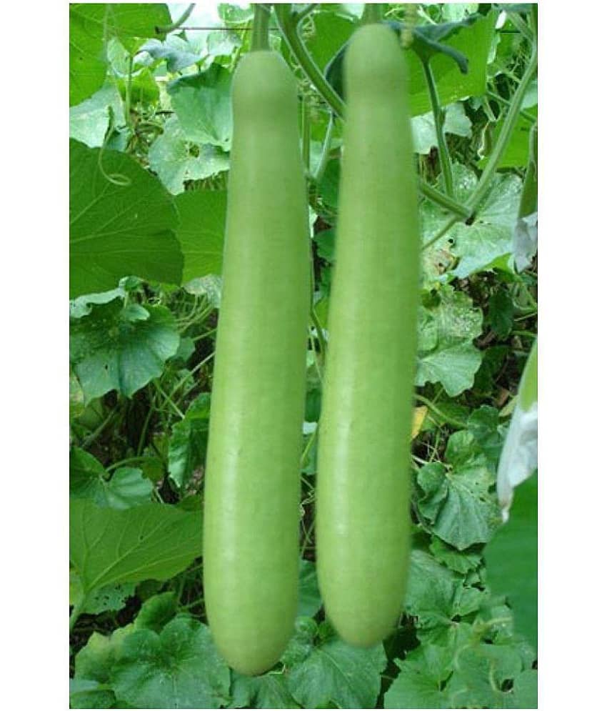 SHOP 360 GARDEN Hybrid Samrat Bottle Gourd Seeds (Pack of 20 Seeds)