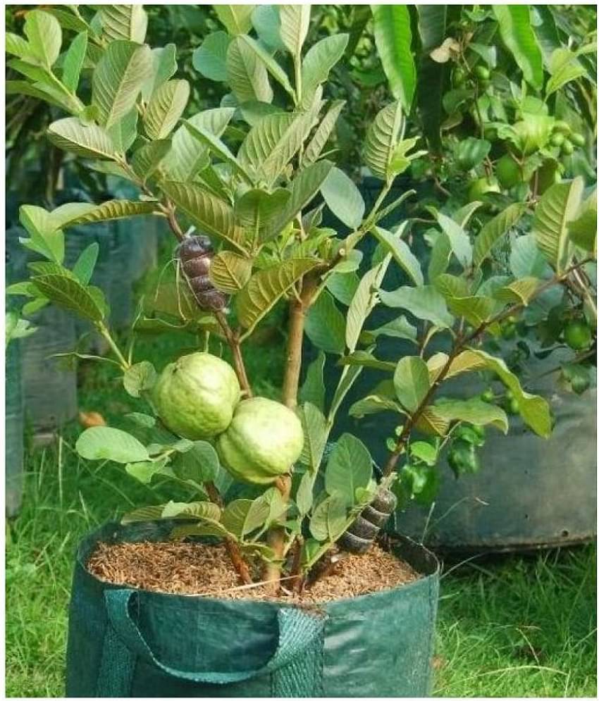 Giant Thailand Guava Seeds | Pack of 100 Seeds with growing cocopeat