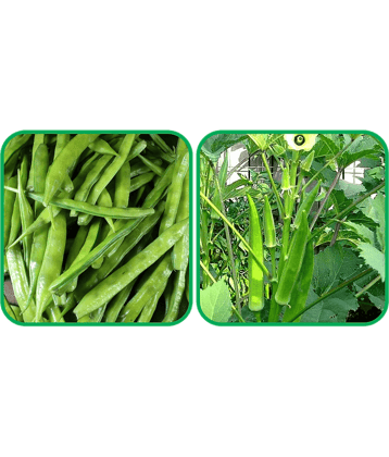 Aero Seeds Lady Finger ( 30 Seeds) And Cluster Beans ( 50 Seeds) Vegetable Seeds Pack