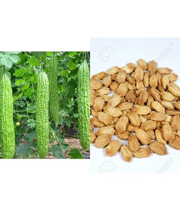 15 Seeds of High Yield Bitter Gourd Pali F1 Hybrid Green Long for Terrace Balcony Kitchen Poly House Gardening