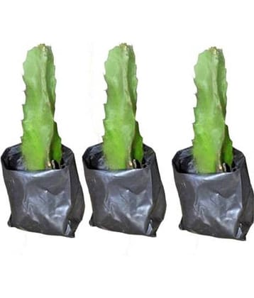 Cloud Farm Outdoor Fruit Plant ( Pack of 3 )