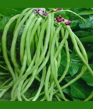 LiveNature Cowpea/Lobia Seeds | Long Yard Bean Vegetable Plant Seeds | Best for Home Garden & Terrace – Pack of 100 Seeds