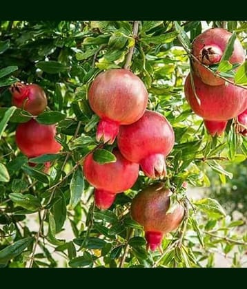 POMEGERENETE ANAR FRUIT PLANT 50 SEEDS PACK WITH FREE COCOPEAT SOIL AND USER MANUAL