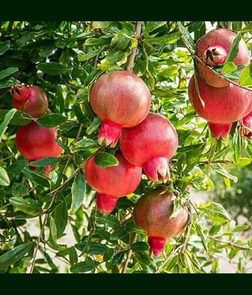 POMEGERENETE ANAR FRUIT PLANT 50 SEEDS PACK WITH FREE COCOPEAT SOIL AND USER MANUAL