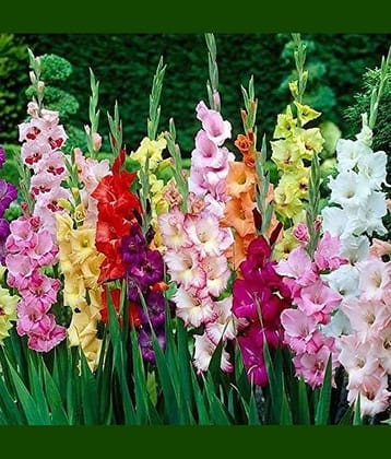 CLASSIC GREEN EARTH - Hollyhock Mixed Flower ( 20 Seeds )