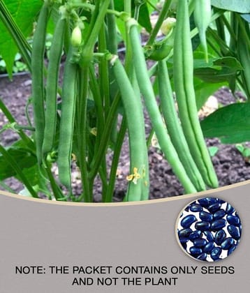 STOREFLIX French Beans Seeds (pack of 25) WITH MANUAL