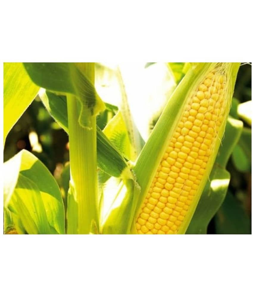 Joycity Organic Sweet Corn Seeds (150+ seeds)