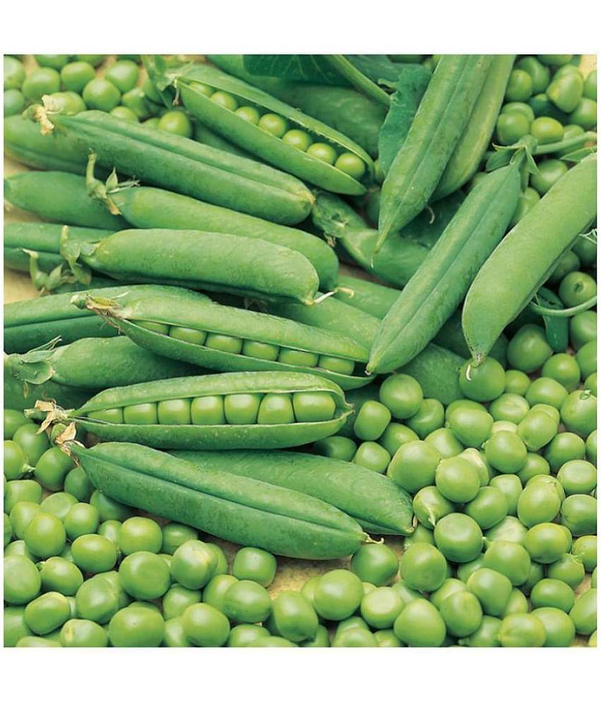 Pea seeds