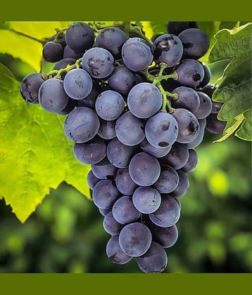 homeagro - Black Grape Fruit ( 20 Seeds )