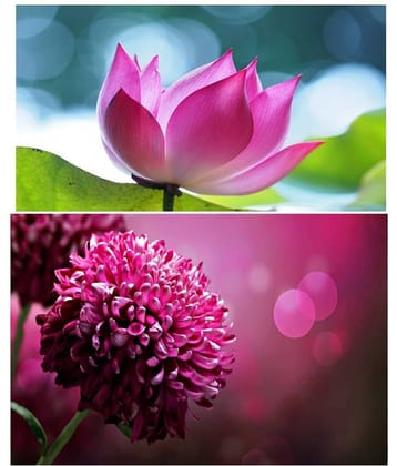 Lotus flower and Aster flower combo pack best Quality seeds just 299 rupees