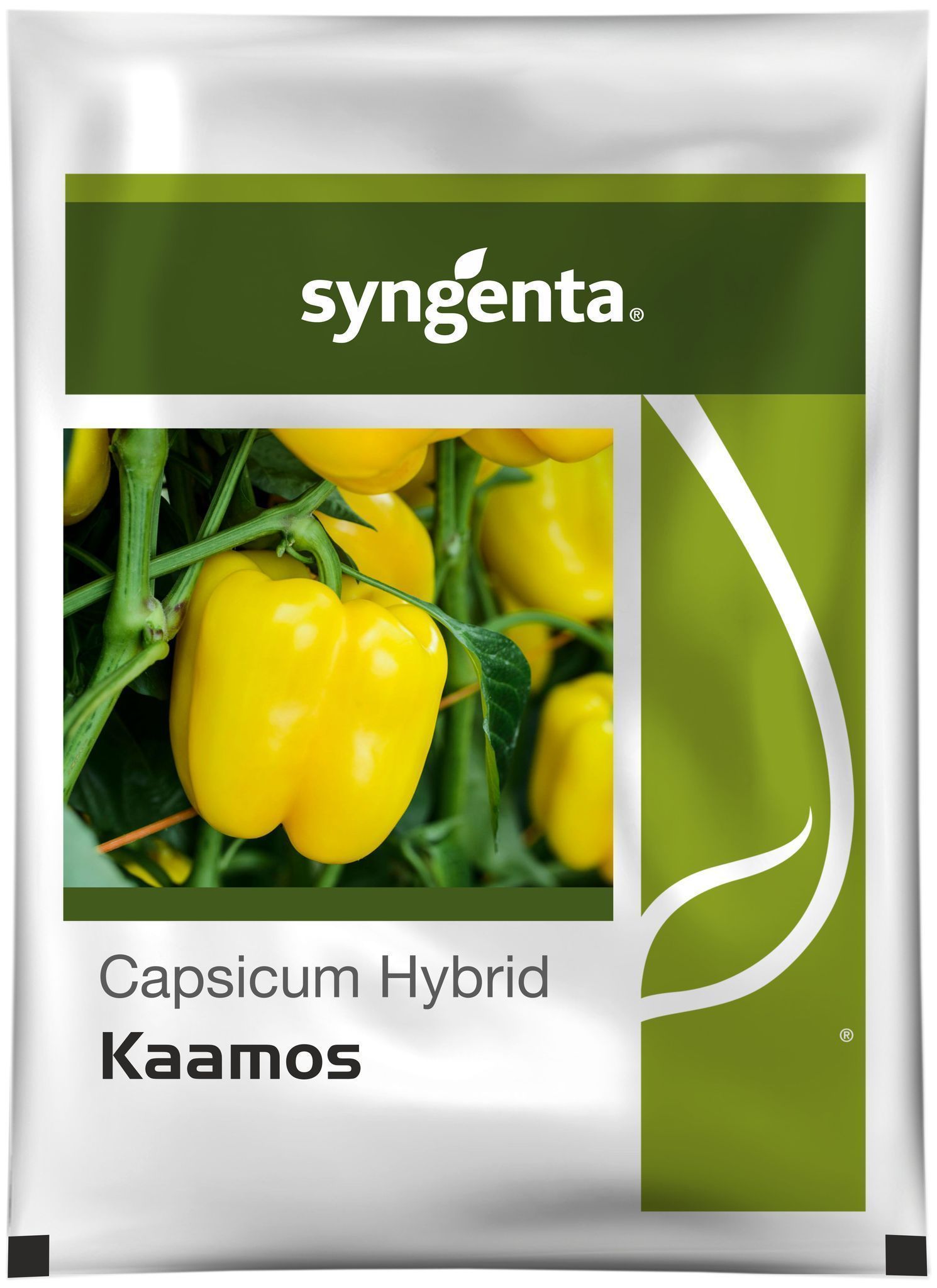 KAAMOS