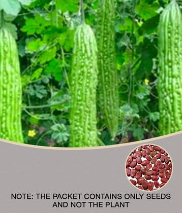 Saraswati Traders Vegetable seed -Bitter Gourd - Karela Seeds F1