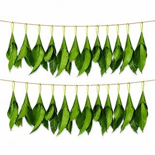 iINTELLIGENCEi Original Mango Leaves Thoranam 3 Feet for Pooja, Housewarming Home Decoration (2 Pc) iINTELLIGENCEi Original Mango Leaves Thoranam 3 Feet for Pooja, Housewarming Home Decoration (2 Pc)