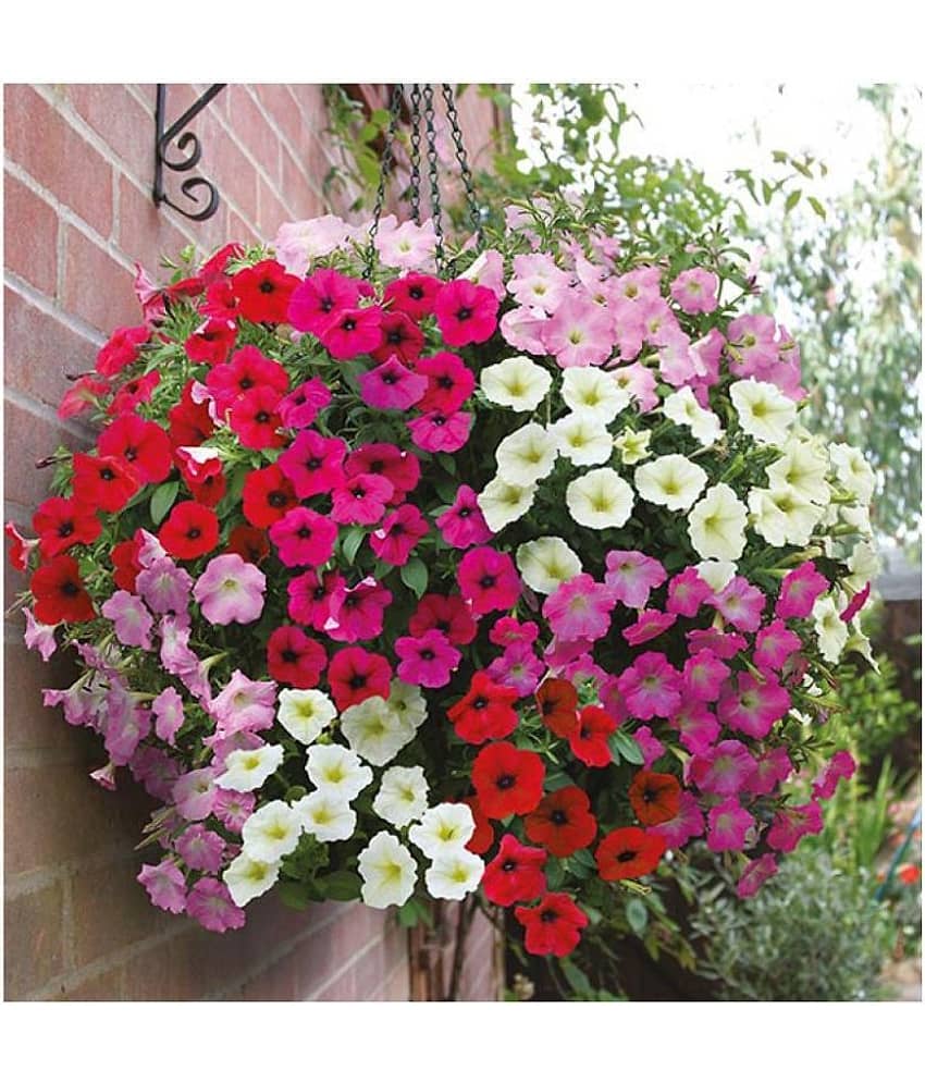 Petunia Mixed Seeds (Pack of 50 Seeds)