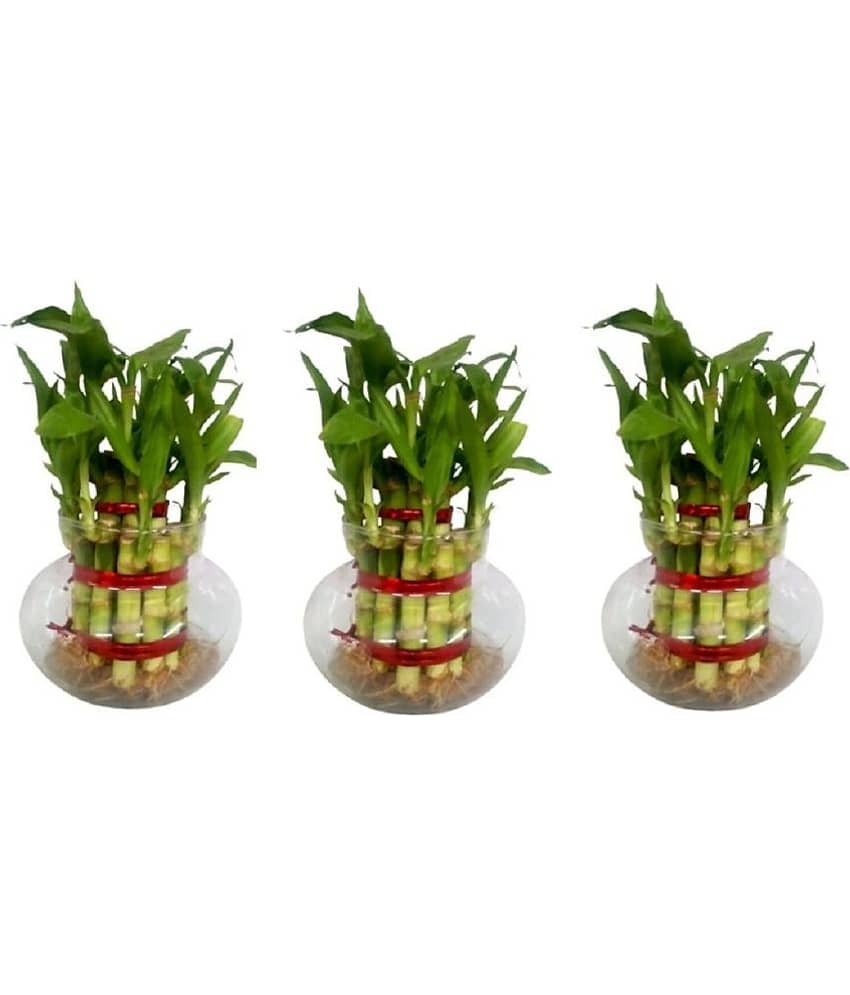 Green plant indoor - Green Wild Artificial Flowers With Pot ( Pack of 3 )