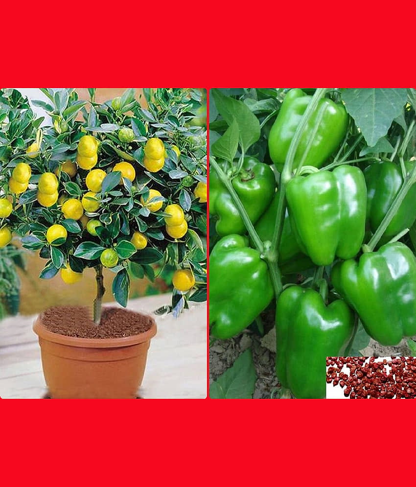 Homeagro Seeds Combo - lemon Seeds ( 20 seed ) and Hybrid Indian Tomato Vegetable ( 100 seed )