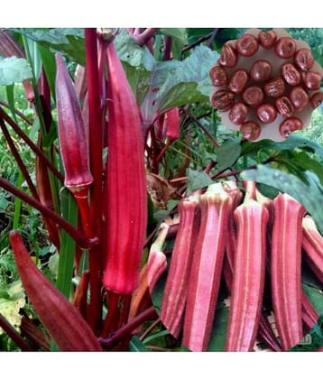 Okra/Bhindi/Lady Finger Vegetable Hybrid Seeds | Pack of 50 seeds