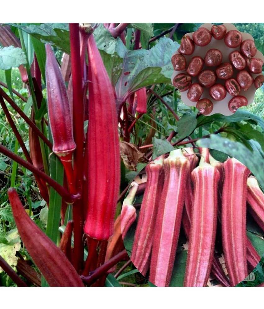 Okra/Bhindi/Lady Finger Vegetable Hybrid Seeds | Pack of 50 seeds