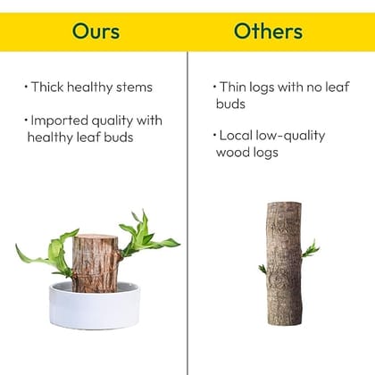 Green Lucky Brazil Wood Potted Plant (pack of 2)