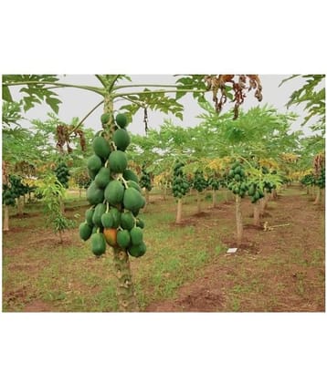 Dwarf Variety Huge Production Hybrid Seed-1 Pack Of 30Seeds