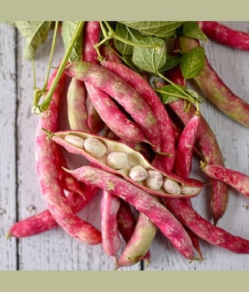 Jignisha Seeds Beans Vegetable ( 15 Seeds )