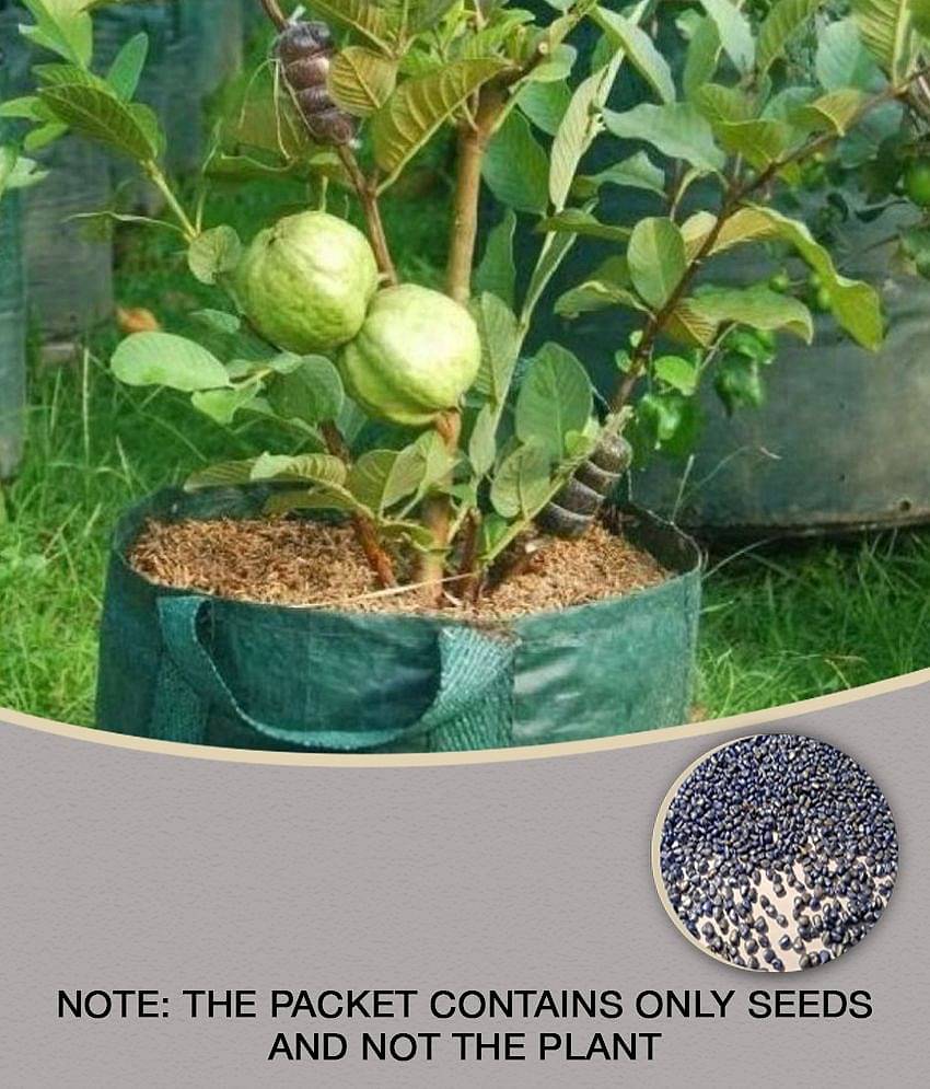 Thailand Guava Seeds Thai Guava Fruit Plant Seeds - 50 seed