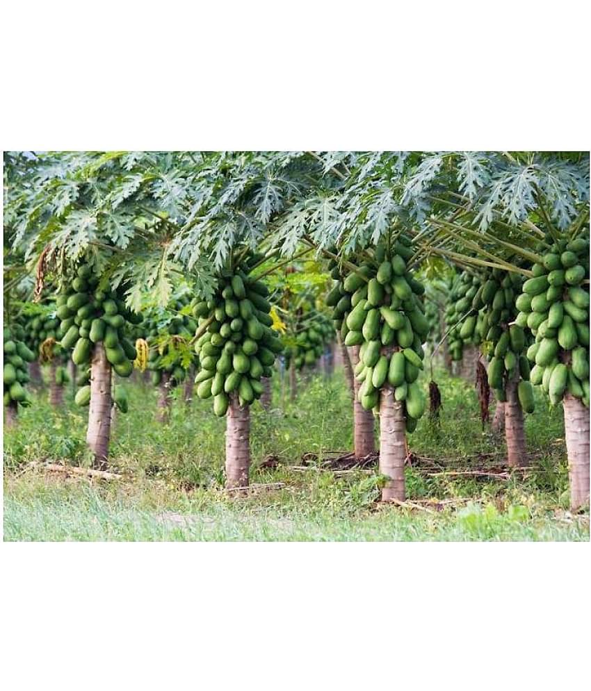 homeagro - Papaya Fruit ( 50 Seeds )