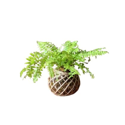 Boston Fern Kokedama
