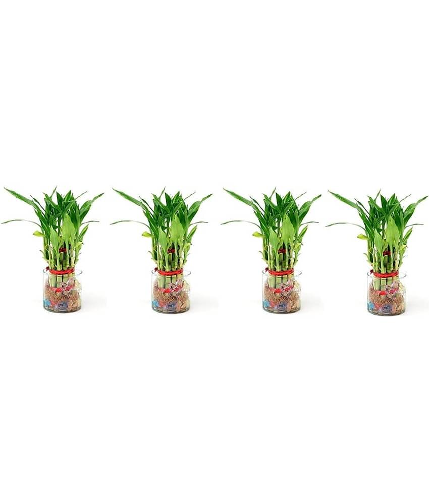 Green plant indoor - Green Wild Artificial Flowers With Pot ( Pack of 4 )