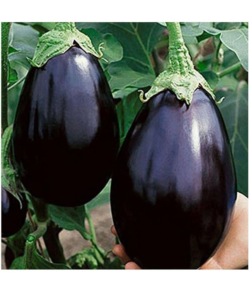 BS SEEDS Gardens Black Beauty Brinjal or Eggplant Seeds (Multicolour, Pack of 100)