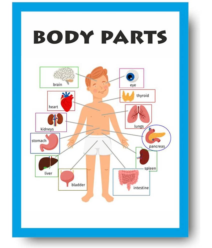 Parts of Body Chart - Early Learning Educational Posters For Children: Perfect For Kindergarten, Learn About Body Parts 16X12inc, 300GSM Thick Paper, Gloss Laminated, Multicolor)