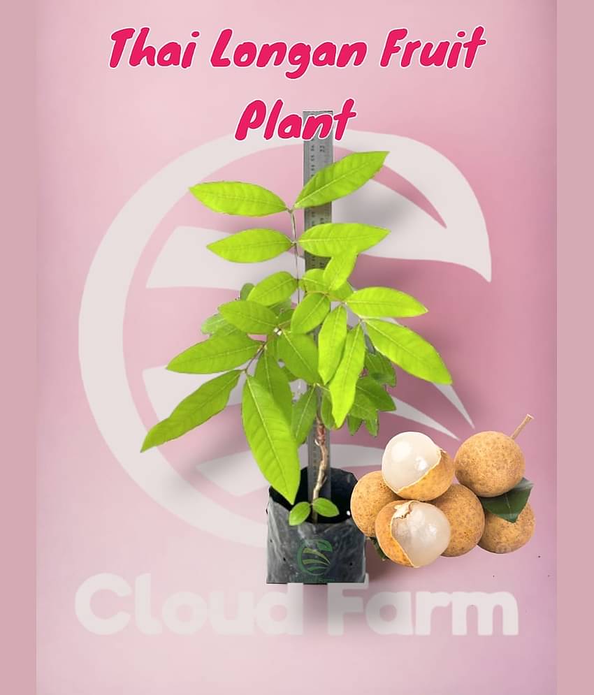 Cloud Farm Outdoor Fruit Plant ( Pack of 1 )
