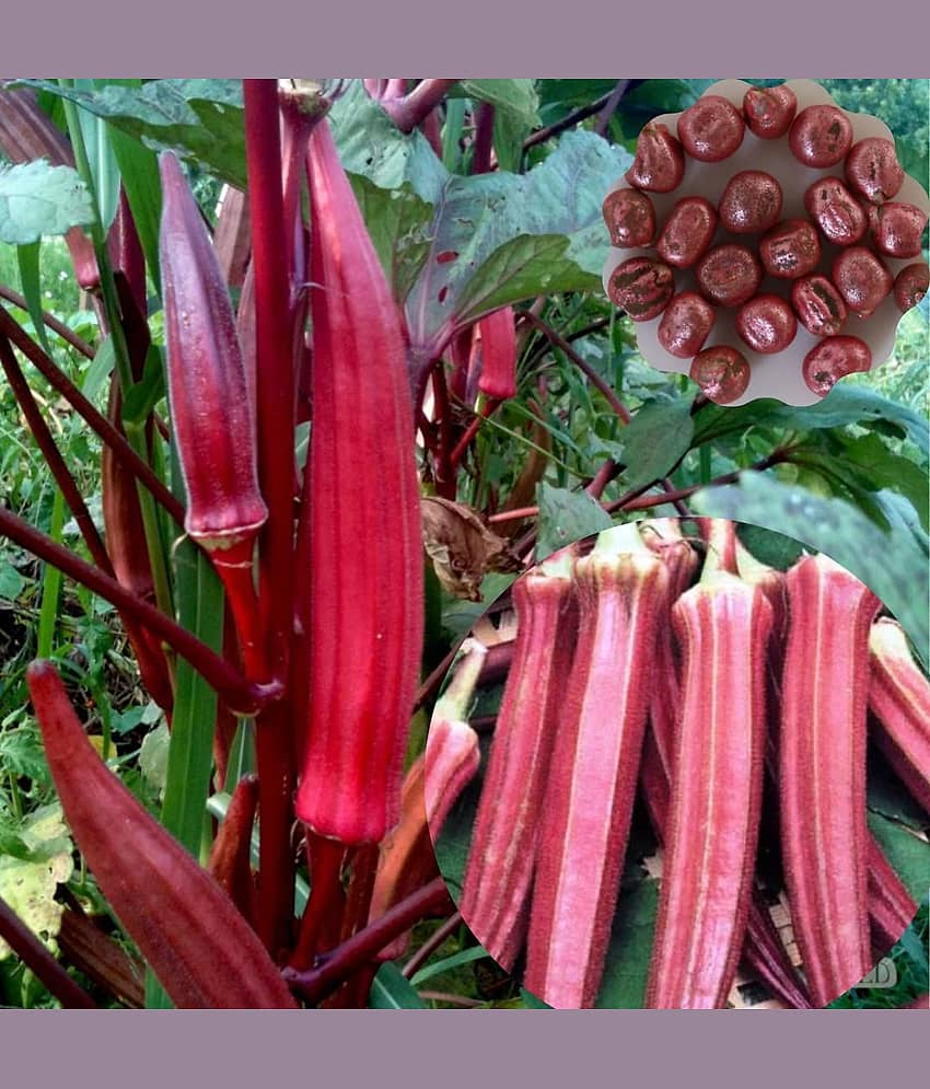 mahadev organic seed Red Okra Bhindi (Ladyâs Finger) pack of 30 seeds