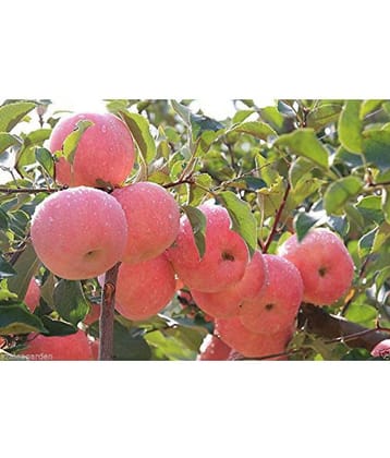 Rare imported Bonsai Apple Seeds Home Yard Outdoor Living Fruit 10 seeds