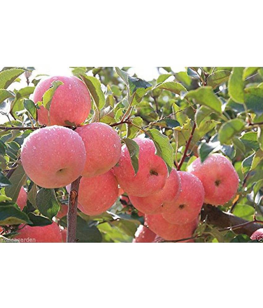 Rare imported Bonsai Apple Seeds Home Yard Outdoor Living Fruit 10 seeds