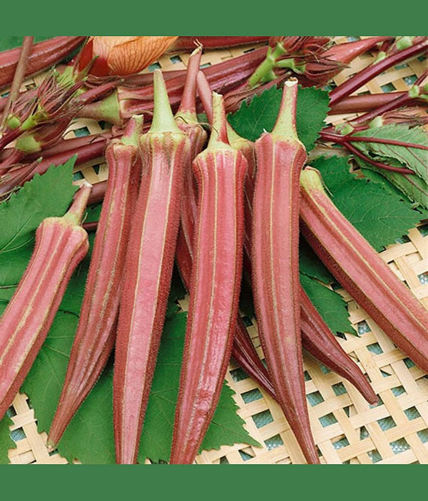 homeagro - Lady Finger Vegetable ( 50 Seeds )