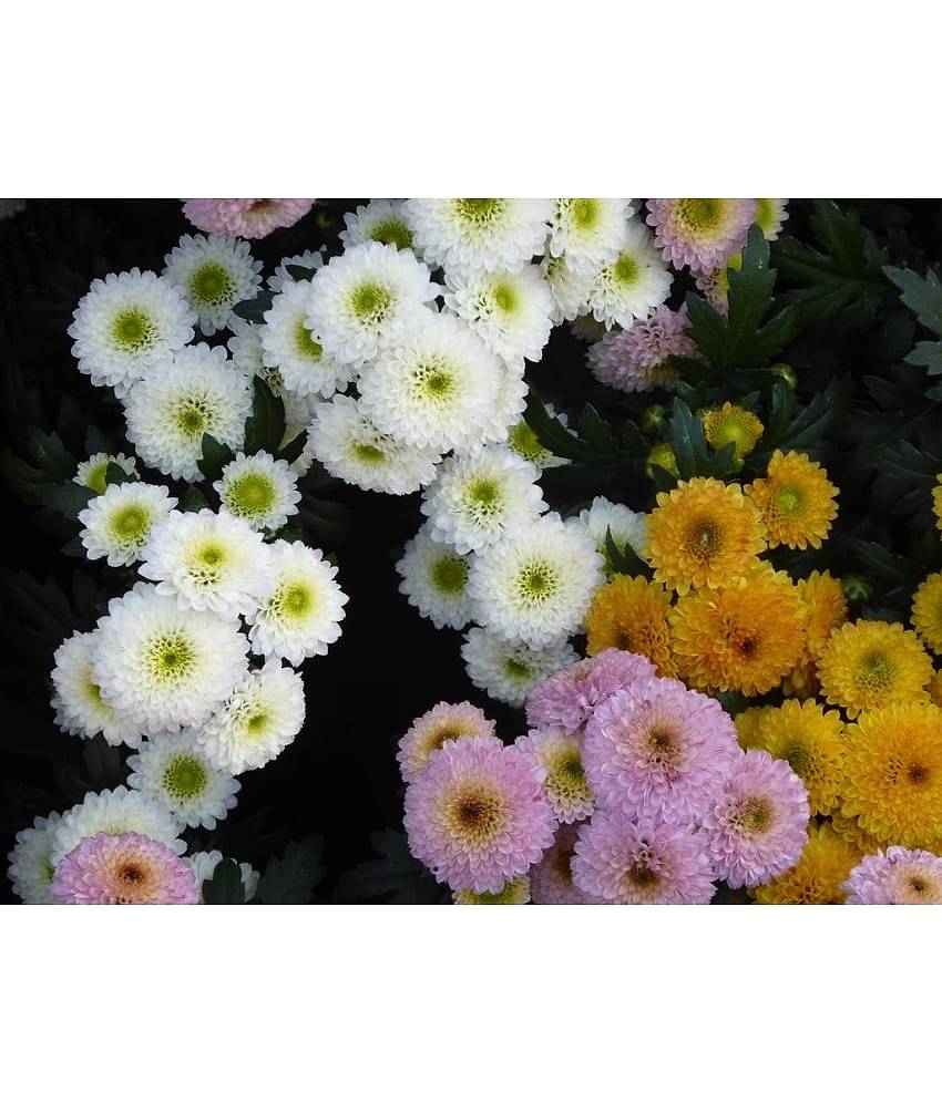 homeagro - Chrysanthemum Flower ( 50 Seeds )