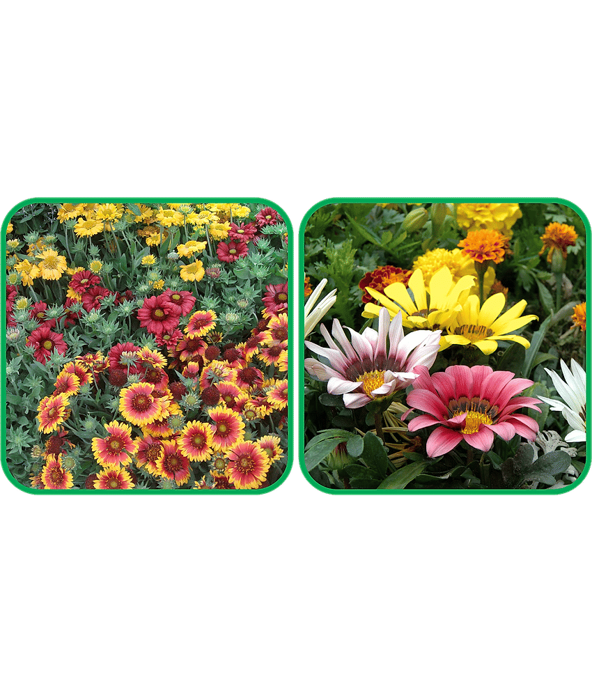 Aero Seeds Gazania Mix Color (50 Seeds) And Gaillardia Aristata Mix Color (50 Seeds) Flower Seeds Pack