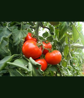 homeagro - Tomato Vegetable ( 100 Seeds )