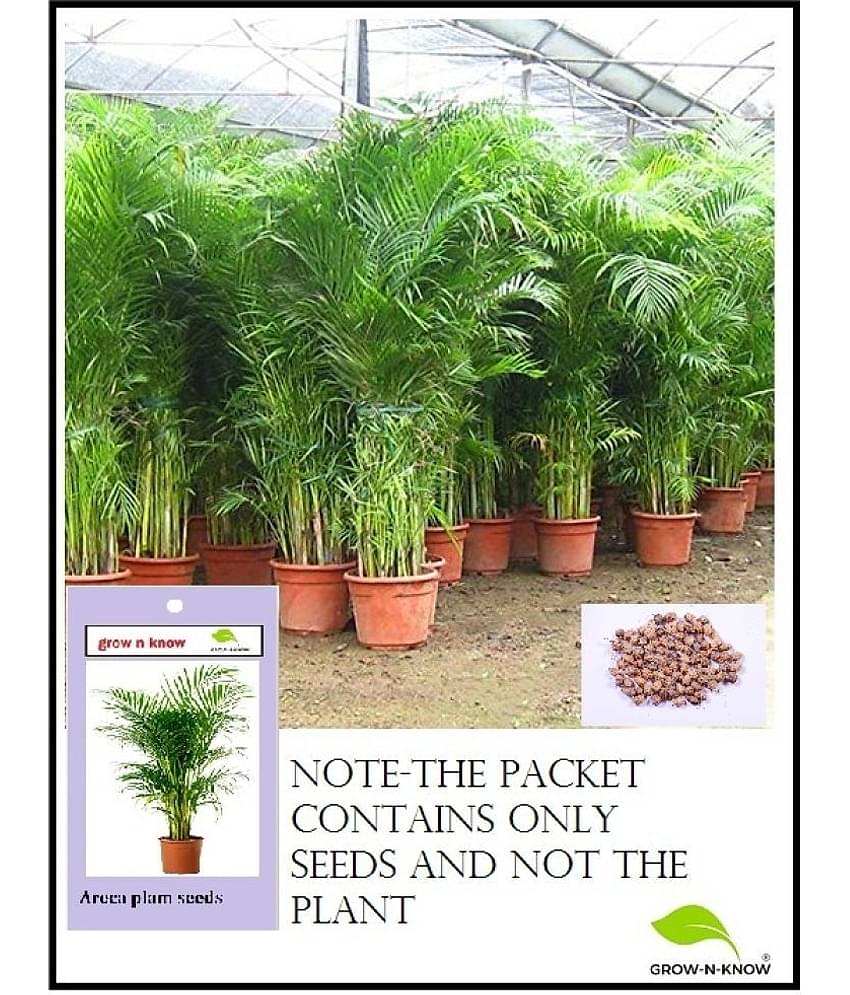 GROW-N-KNOW Areca palm Grass ( 40 Seeds )