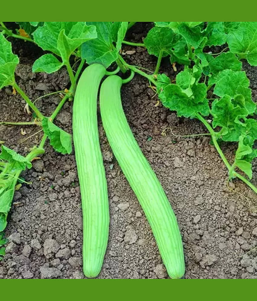 LiveNature Organic Kakdi Vegetable ( 100 Seeds )